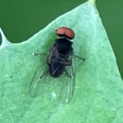 Lindneromyia sp. (Flat-footed fly) at Queanbeyan East, NSW - 15 Jan 2024 by Hejor1