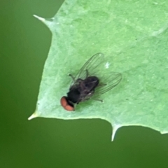 Lindneromyia sp. at QPRC LGA - 15 Jan 2024 06:01 PM