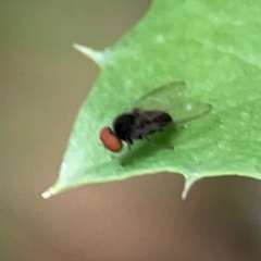 Lindneromyia sp. at QPRC LGA - 15 Jan 2024