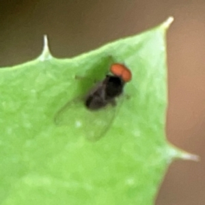 Lindneromyia sp. at QPRC LGA - 15 Jan 2024