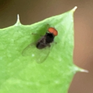 Lindneromyia sp. at QPRC LGA - 15 Jan 2024