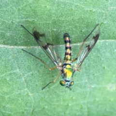 Heteropsilopus sp. (genus) (A long legged fly) at QPRC LGA - 15 Jan 2024 by Hejor1