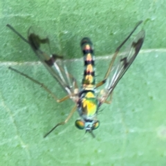 Heteropsilopus sp. (genus) at QPRC LGA - 15 Jan 2024