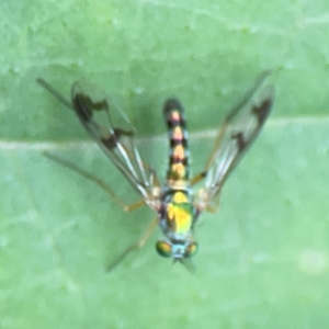 Heteropsilopus sp. (genus) at QPRC LGA - 15 Jan 2024