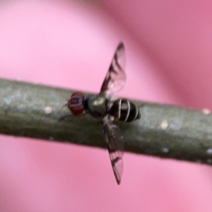 Platystomatidae (family) at QPRC LGA - 15 Jan 2024