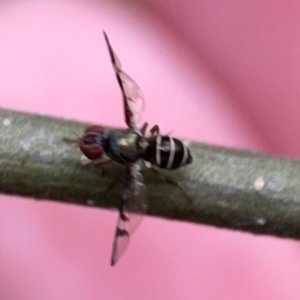 Platystomatidae (family) at QPRC LGA - 15 Jan 2024