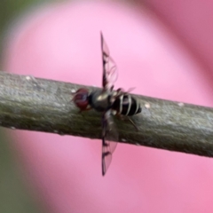 Platystomatidae (family) at QPRC LGA - 15 Jan 2024