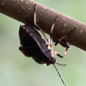 Platycoris rotundatus at QPRC LGA - 15 Jan 2024