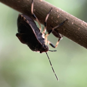 Platycoris rotundatus at QPRC LGA - 15 Jan 2024