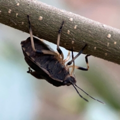 Platycoris rotundatus at QPRC LGA - 15 Jan 2024