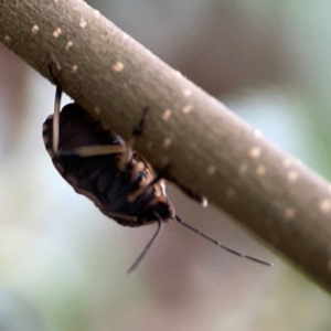 Platycoris rotundatus at QPRC LGA - 15 Jan 2024