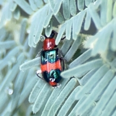 Dicranolaius bellulus (Red and Blue Pollen Beetle) at QPRC LGA - 15 Jan 2024 by Hejor1