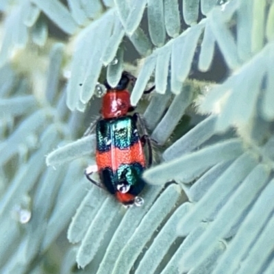 Dicranolaius bellulus (Red and Blue Pollen Beetle) at QPRC LGA - 15 Jan 2024 by Hejor1