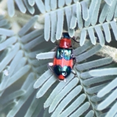 Dicranolaius bellulus at QPRC LGA - 15 Jan 2024