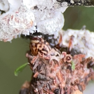 Trigonocyttara clandestina (Less-stick Case Moth) at Queanbeyan East, NSW - 15 Jan 2024 by Hejor1