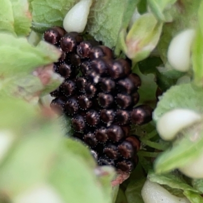 Asopinae sp. (Subfamily) (A predatory stink bug) at QPRC LGA - 15 Jan 2024 by Hejor1