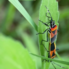 Dindymus versicolor (Harlequin Bug) at Queanbeyan East, NSW - 15 Jan 2024 by Hejor1