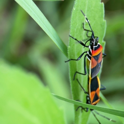 Dindymus versicolor (Harlequin Bug) at Queanbeyan East, NSW - 15 Jan 2024 by Hejor1