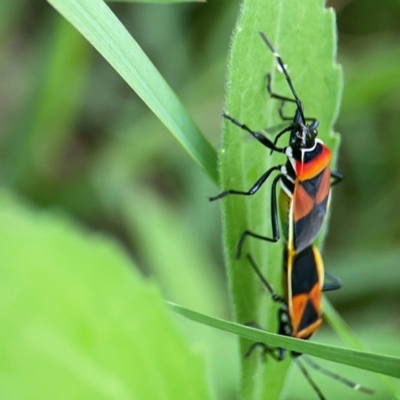 Dindymus versicolor (Harlequin Bug) at QPRC LGA - 15 Jan 2024 by Hejor1