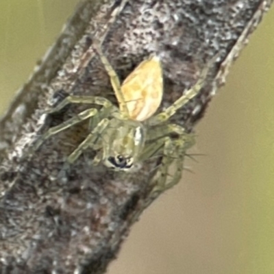 Oxyopes (genus) (Lynx spider) at QPRC LGA - 15 Jan 2024 by Hejor1
