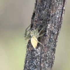 Oxyopes sp. (genus) at QPRC LGA - 15 Jan 2024