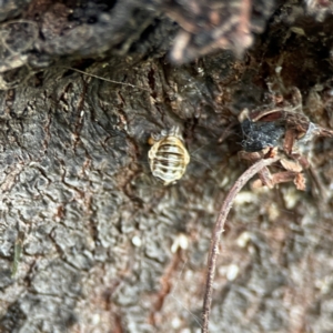 Harmonia conformis at QPRC LGA - 15 Jan 2024