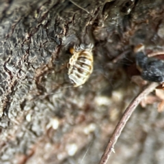 Harmonia conformis at QPRC LGA - 15 Jan 2024