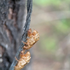 Cicadettini sp. (tribe) (Cicada) at QPRC LGA - 15 Jan 2024 by Hejor1