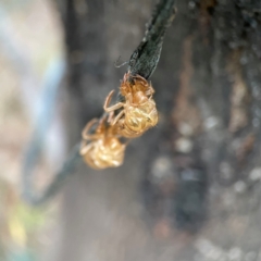 Cicadettini sp. (tribe) at QPRC LGA - 15 Jan 2024