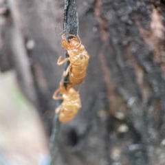 Cicadettini sp. (tribe) at QPRC LGA - 15 Jan 2024