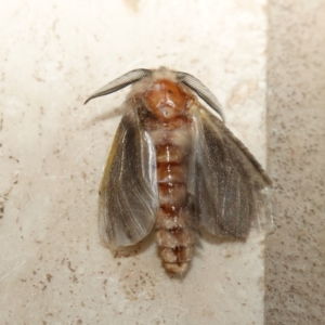 Lomera (genus) at Vincentia, NSW - suppressed