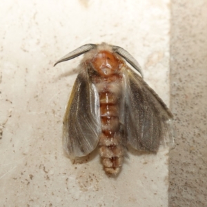 Lomera (genus) at Vincentia, NSW - 7 Nov 2023