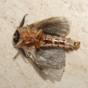 Lomera (genus) at Vincentia, NSW - suppressed