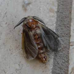 Lomera (genus) at Vincentia, NSW - 7 Nov 2023