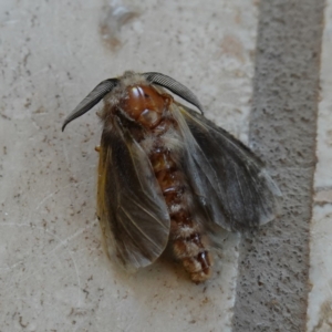 Lomera (genus) at Vincentia, NSW - suppressed