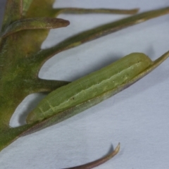 Dusona sp. (genus) (A Campopleginae Parasitic Wasp) at Higgins, ACT - 5 Jan 2024 by AlisonMilton