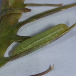 Dusona sp. (genus) at Higgins, ACT - 5 Jan 2024