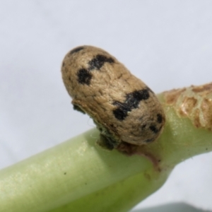 Dusona sp. (genus) at Higgins, ACT - 5 Jan 2024