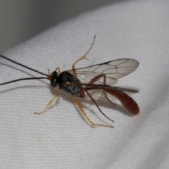 Dusona sp. (genus) at Higgins, ACT - 5 Jan 2024