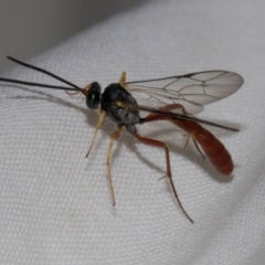 Dusona sp. (genus) at Higgins, ACT - 5 Jan 2024