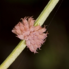 Paropsis atomaria (Eucalyptus leaf beetle) at Hawker, ACT - 12 Jan 2024 by AlisonMilton