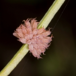 Paropsis atomaria at The Pinnacle - 12 Jan 2024