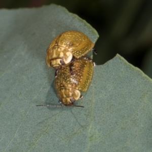 Paropsisterna cloelia at The Pinnacle - 12 Jan 2024