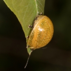 Paropsisterna cloelia at The Pinnacle - 12 Jan 2024 09:03 AM