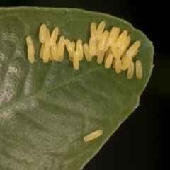 Paropsisterna cloelia at The Pinnacle - 12 Jan 2024