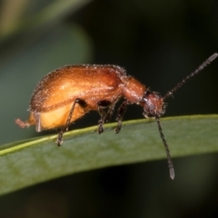 Ecnolagria grandis (Honeybrown beetle) at The Pinnacle - 11 Jan 2024 by AlisonMilton