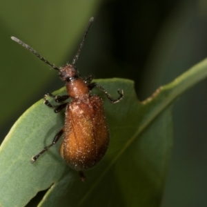 Ecnolagria grandis at The Pinnacle - 12 Jan 2024