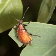 Ecnolagria grandis at The Pinnacle - 12 Jan 2024 09:02 AM