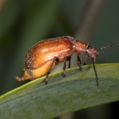 Ecnolagria grandis at The Pinnacle - 12 Jan 2024