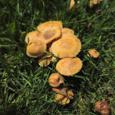 Unidentified Cap on a stem; gills below cap [mushrooms or mushroom-like] at Captains Flat, NSW - 15 Jan 2024 by Csteele4